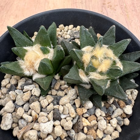 アリオカルプス | STORES