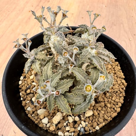 euphorbiatulearensis | STORES