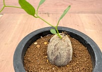 ユーフォルビア サピニー 実生 Euphorbia sapinii | HOIKAWA C
