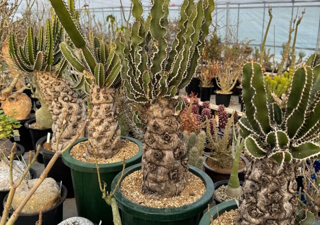 サボテン　菊水　接木　4号鉢つき　特大古株❗子株50くらいつき❗赤花？？ HOIKAWA CACTUS GARDEN