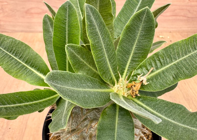パキポディウム エブレネウム 実生 Pachypodium rosulatum v.eburn