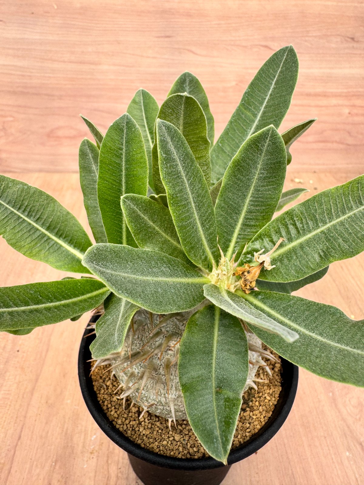 パキポディウム エブレネウム 実生 Pachypodium rosulatum v.eburn