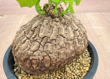 HOIKAWA CACTUS GARDEN