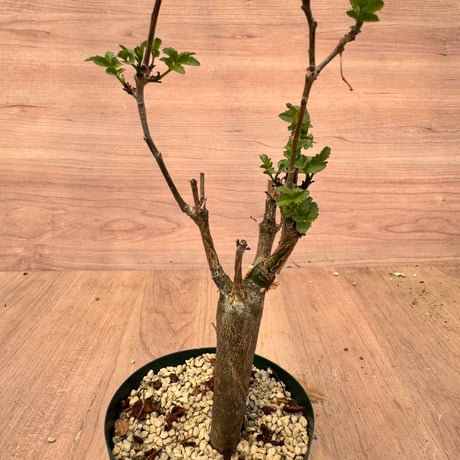 bursera | STORES