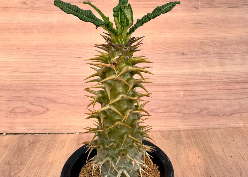 パキポディウム・アンボンゲンセ 実生 Pachypodium ambongense | HOI