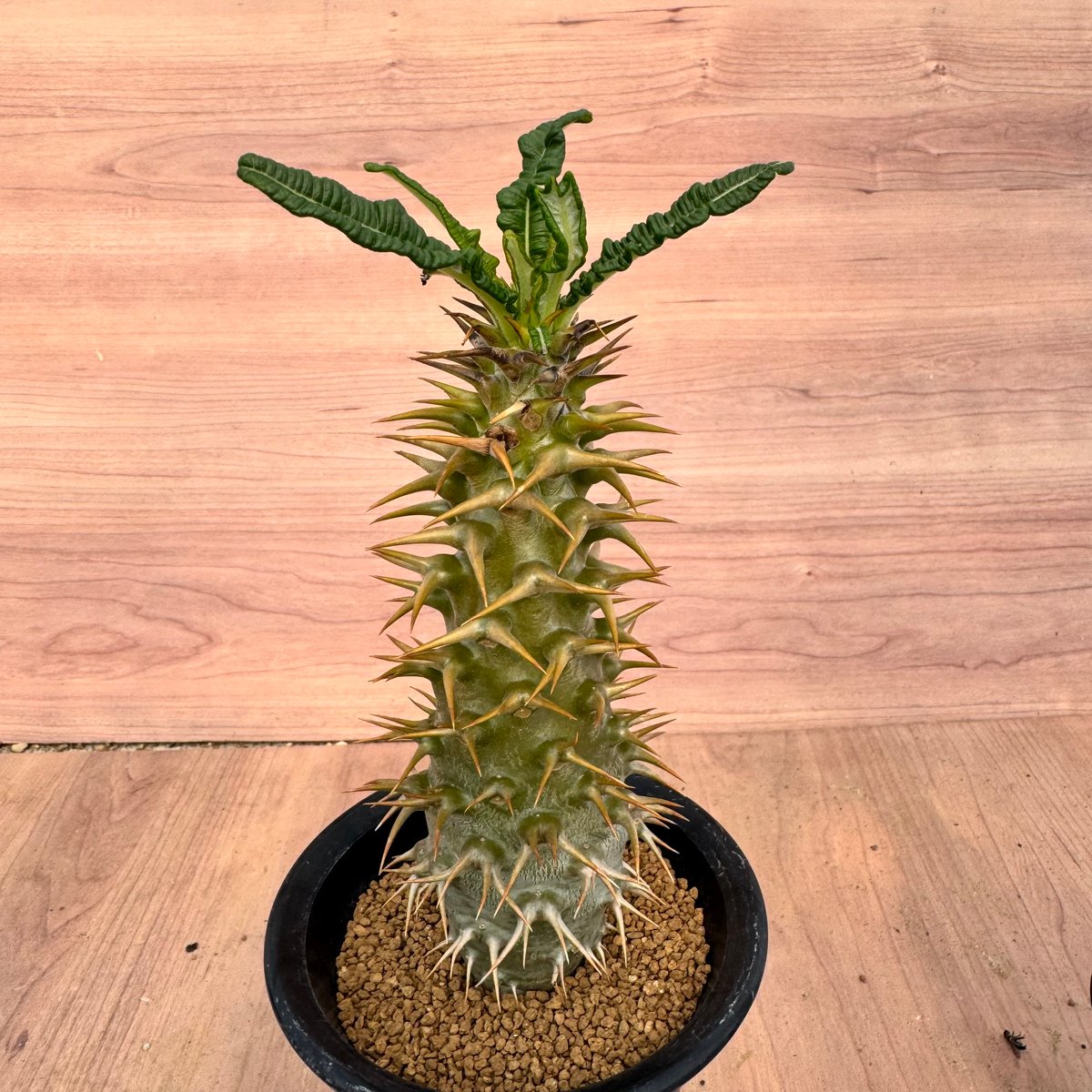 種子50粒パキポディウムアンボンゲンPachypodium ambongense パキポディウム・アンボンゲンセ 実生 Pachypodium ambongense | HOI
