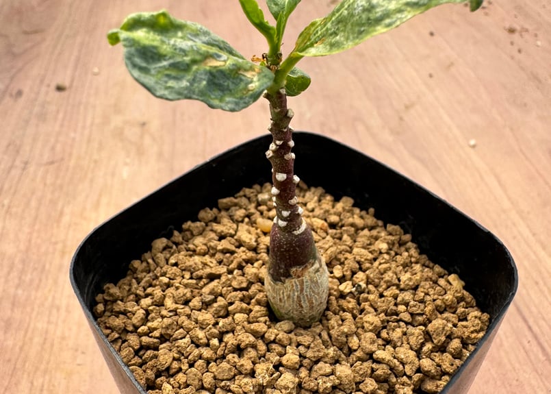 N*i様 K1 実生 Adenia pechuelii アデニア　ペチュエリー N*i様 K1 実生 Adenia pechuelii アデニア ペチュエリー N*i様 K1 実生