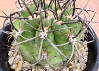 コピアポア グリセオビオラセア 実生 Copiapoa griseoviolacea | HO