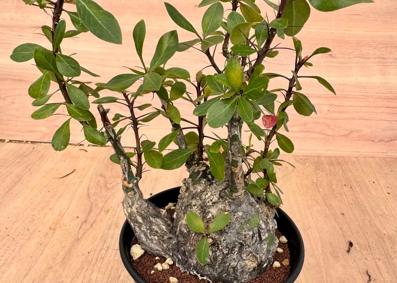 フォークイエリア・ファシクラータ（＃）Fouquieria fasciculata | HOI