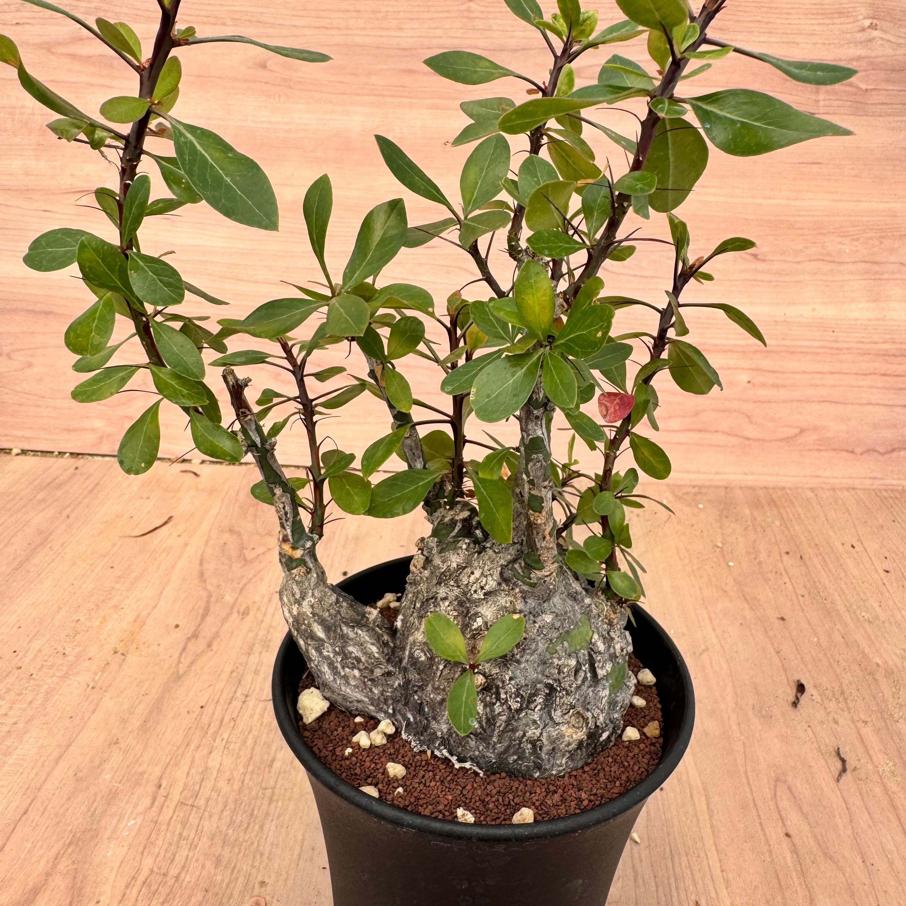 フォークイエリア・ファシクラータ（＃）Fouquieria fasciculata | HOI