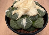 HOIKAWA CACTUS GARDEN