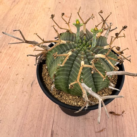 ユーホルビア | STORES