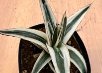 アガベ ホリダ錦 白中斑 Agave horrida varieg. | HOIKAWA CA