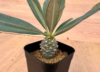 ユーフォルビア サピニー 実生 Euphorbia sapinii | HOIKAWA C