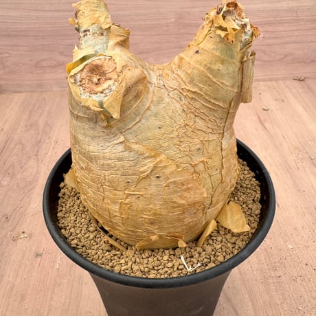 キフォステンママクロプス | STORES