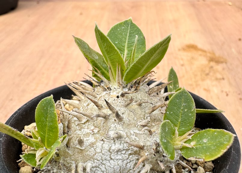 パキポディウム・ブレビカウレ 白花 実生 Pachypodium brevicaule | H