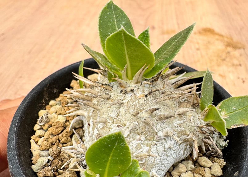 パキポディウム・ブレビカウレ 白花 実生 Pachypodium brevicaule | H