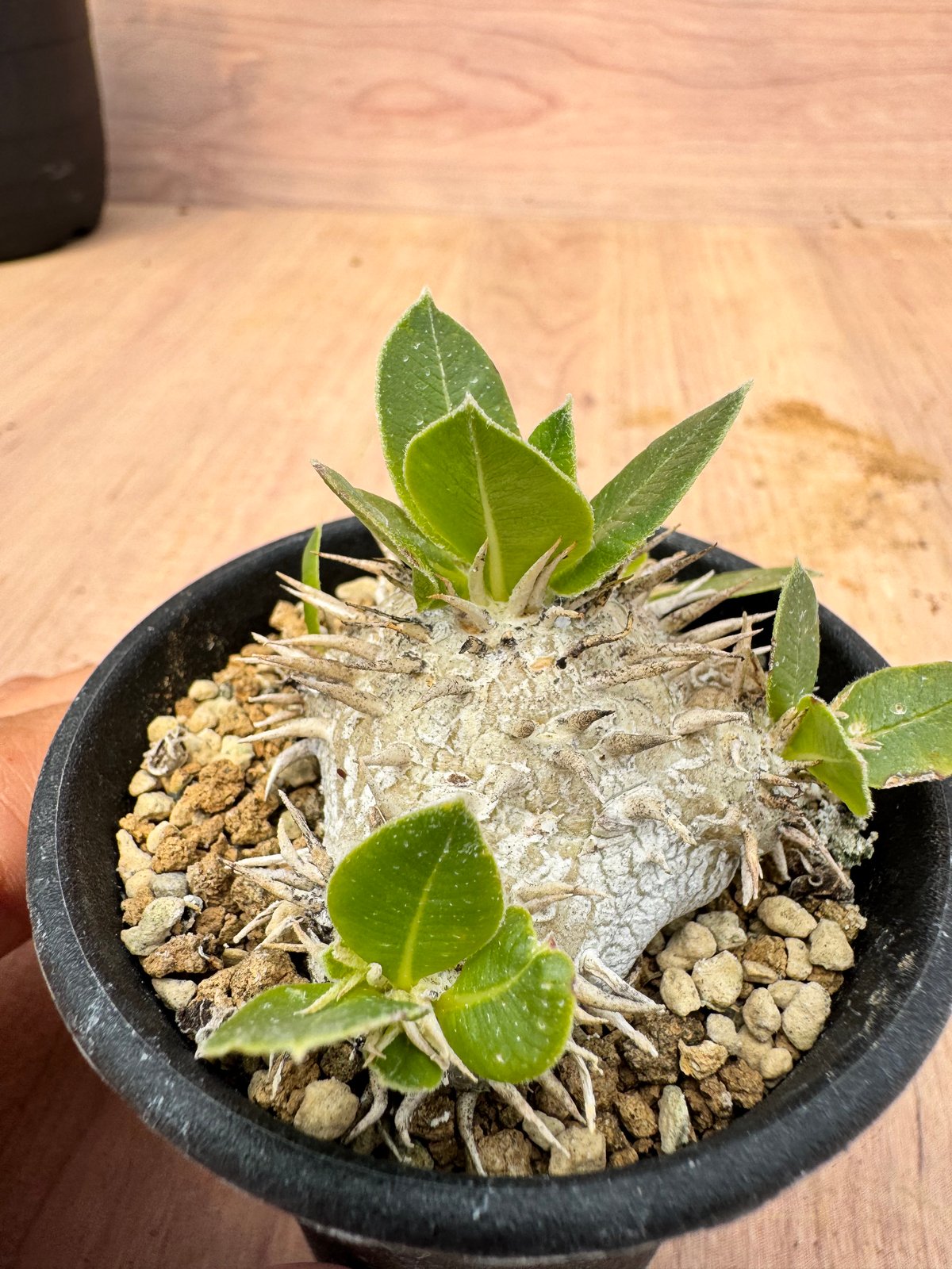 Pachypodium brevicaule パキポディウム・ブレビカウレ パキポディウム・ブレビカウレ 白花 実生 Pachypodium brevicaule | H