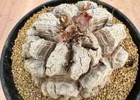 アガベ ホリダ錦 白中斑 Agave horrida varieg. | HOIKAWA CA