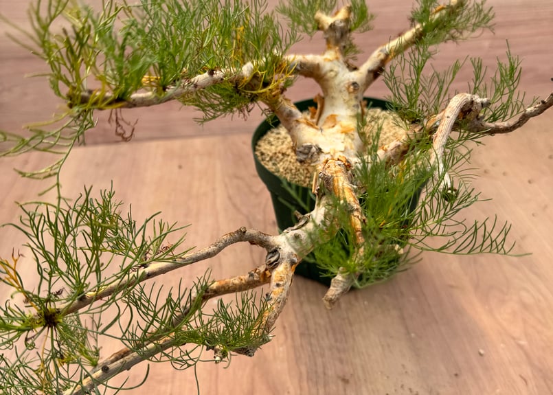 コミフォラ・クラウセリアナ（＃） Commiphora kraeuseliana | HOIK