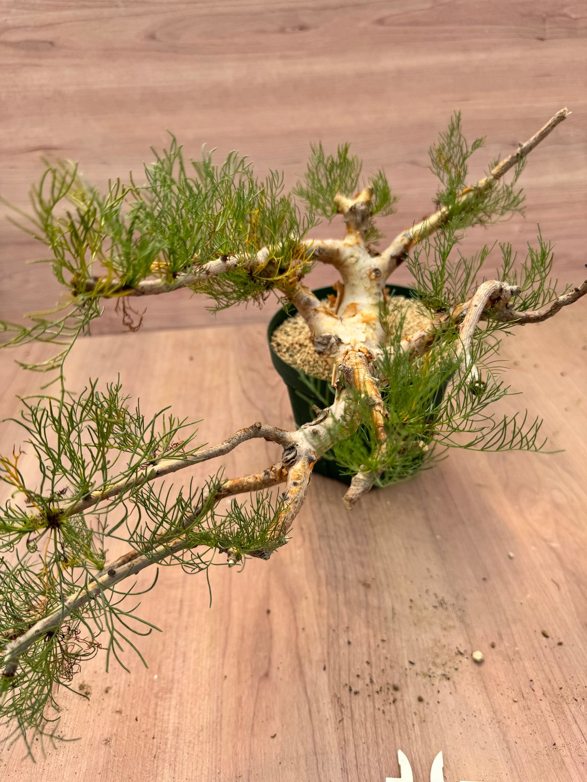 コミフォラ・クラウセリアナ（＃） Commiphora kraeuseliana | HOIK