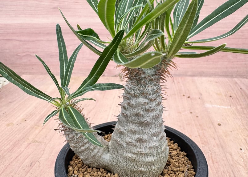 パキポディウム グラキリス 実生 Pachypodium rosulatum var. gra