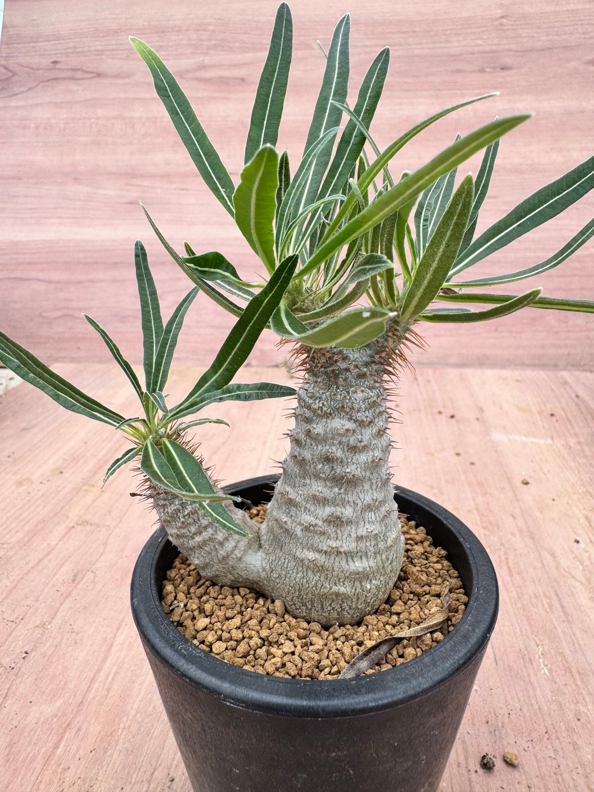 パキポディウム グラキリス 実生 Pachypodium rosulatum var. gra