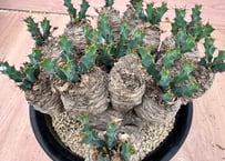 ユーフォルビア サピニー 実生 Euphorbia sapinii | HOIKAWA C