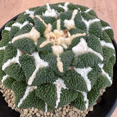 アリオカルプス | STORES