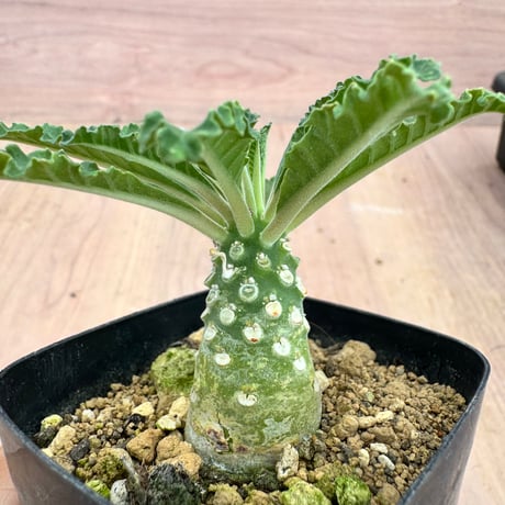 ドルステニア　ラブラニー　大株　美株 激レア/超大型株/塊根植物】ドルステニア ラブラニー 超大型株