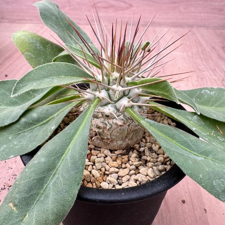 パキポディウムナマクアナム | STORES