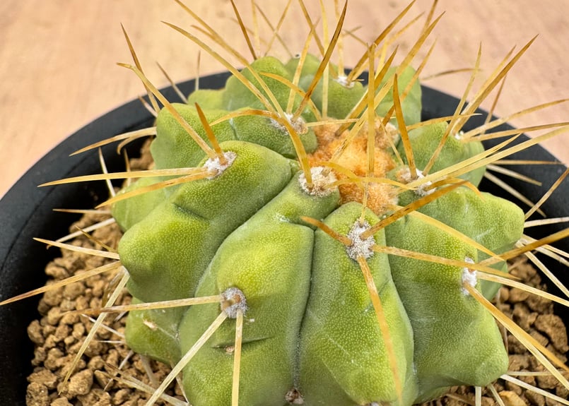コピアポア ハセルトニアナ 実生 Copiapoa Haseltoniana 逆鱗丸 | HO