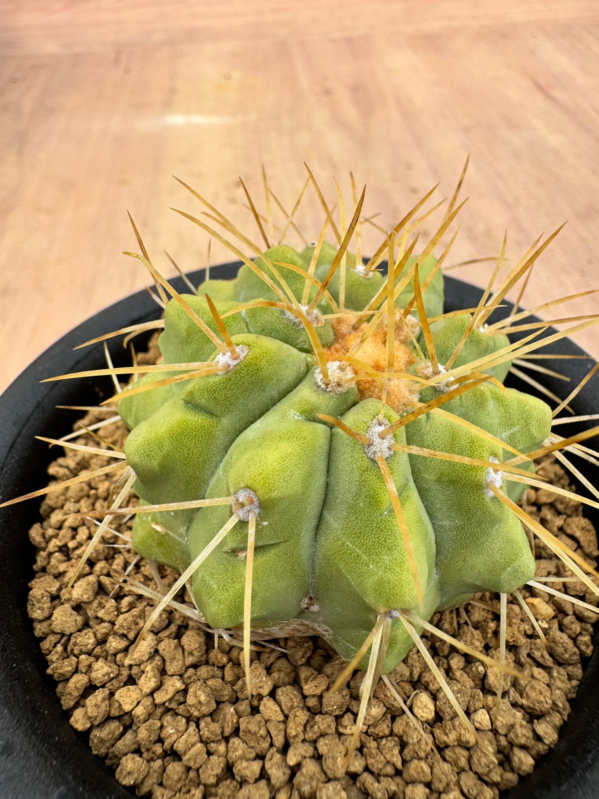 コピアポア ハセルトニアナ 実生 Copiapoa Haseltoniana 逆鱗丸