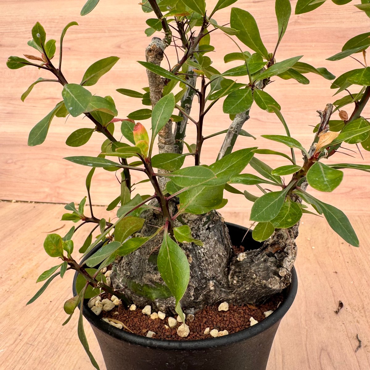 フォークイエリア・ファシクラータ（＃）Fouquieria fasciculata | HOI