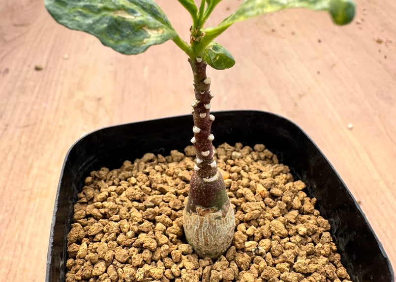 アデニア　ペチュエリー　実生 A.ペチュエリー(実生) 42 – TaiShoDo ONLINE SHOP