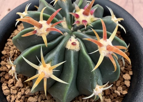 HOIKAWA CACTUS GARDEN