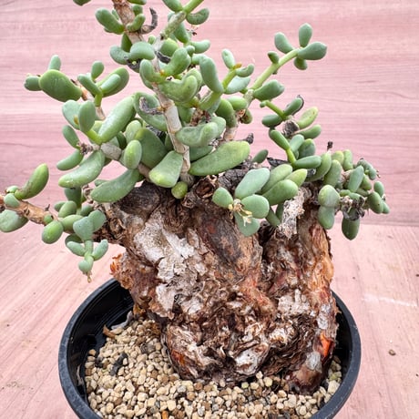 cerariapygmaea | STORES