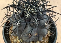 コピアポア ハセルトニアナ 実生 Copiapoa Haseltoniana 逆鱗丸 | HO