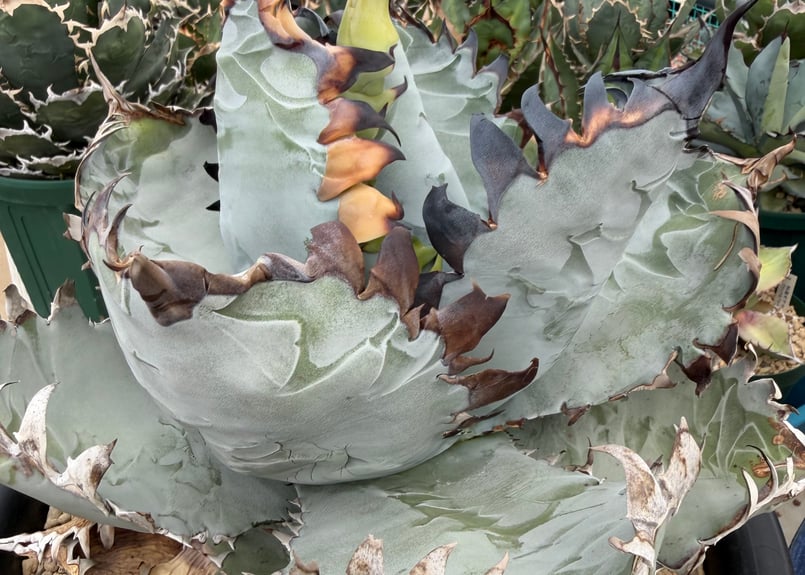 アガベ ビースト Agave titanota | HOIKAWA CACTUS GARDEN
