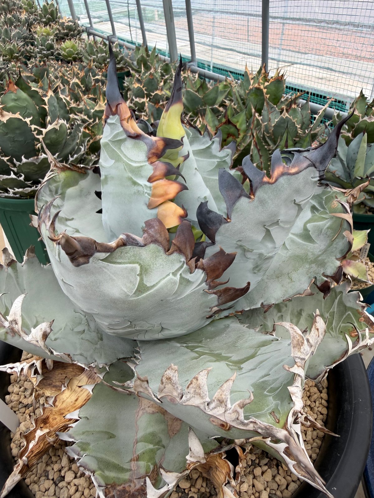 アガベ ビースト Agave titanota | HOIKAWA CACTUS GARDEN