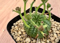 ユーフォルビア サピニー　実生 ユーフォルビア サピニー 実生 Euphorbia sapinii | HOIKAWA C