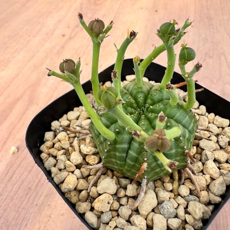 ユーホルビア | STORES