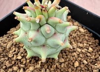 ユーフォルビア サピニー 実生 Euphorbia sapinii | HOIKAWA C