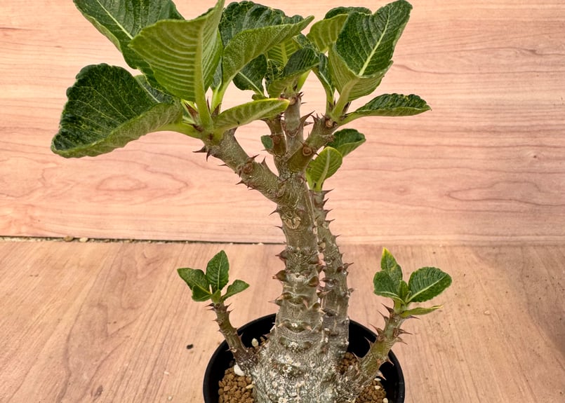 パキポディウム ウインゾリー 実生 Pachypodium | HOIKAWA