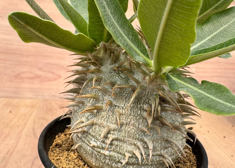 パキポディウム エブレネウム 実生 Pachypodium rosulatum v.eburn