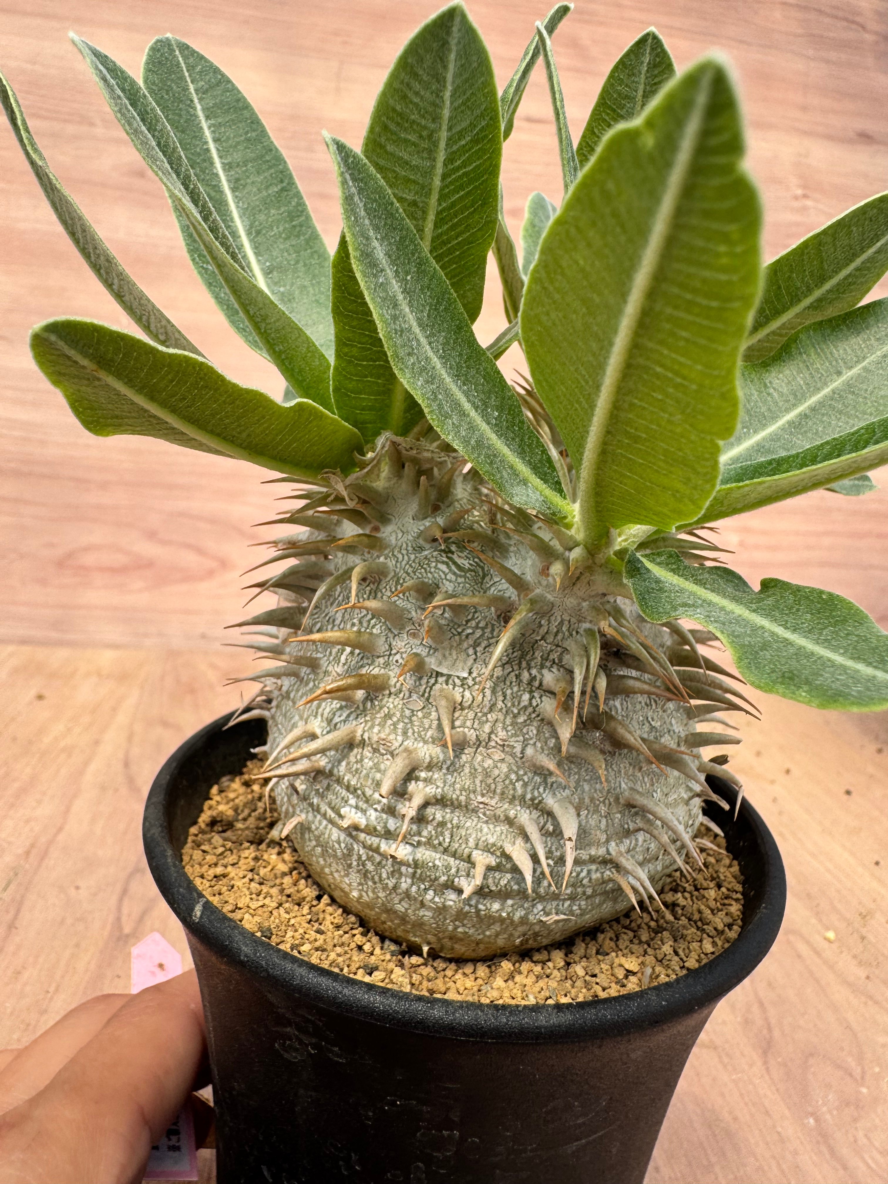パキポディウム エブレネウム 実生 Pachypodium rosulatum v.eburn
