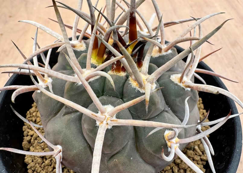 ギムノカリキュウム 守金魔天竜 実生 Gymnocalycium mazanense | HO