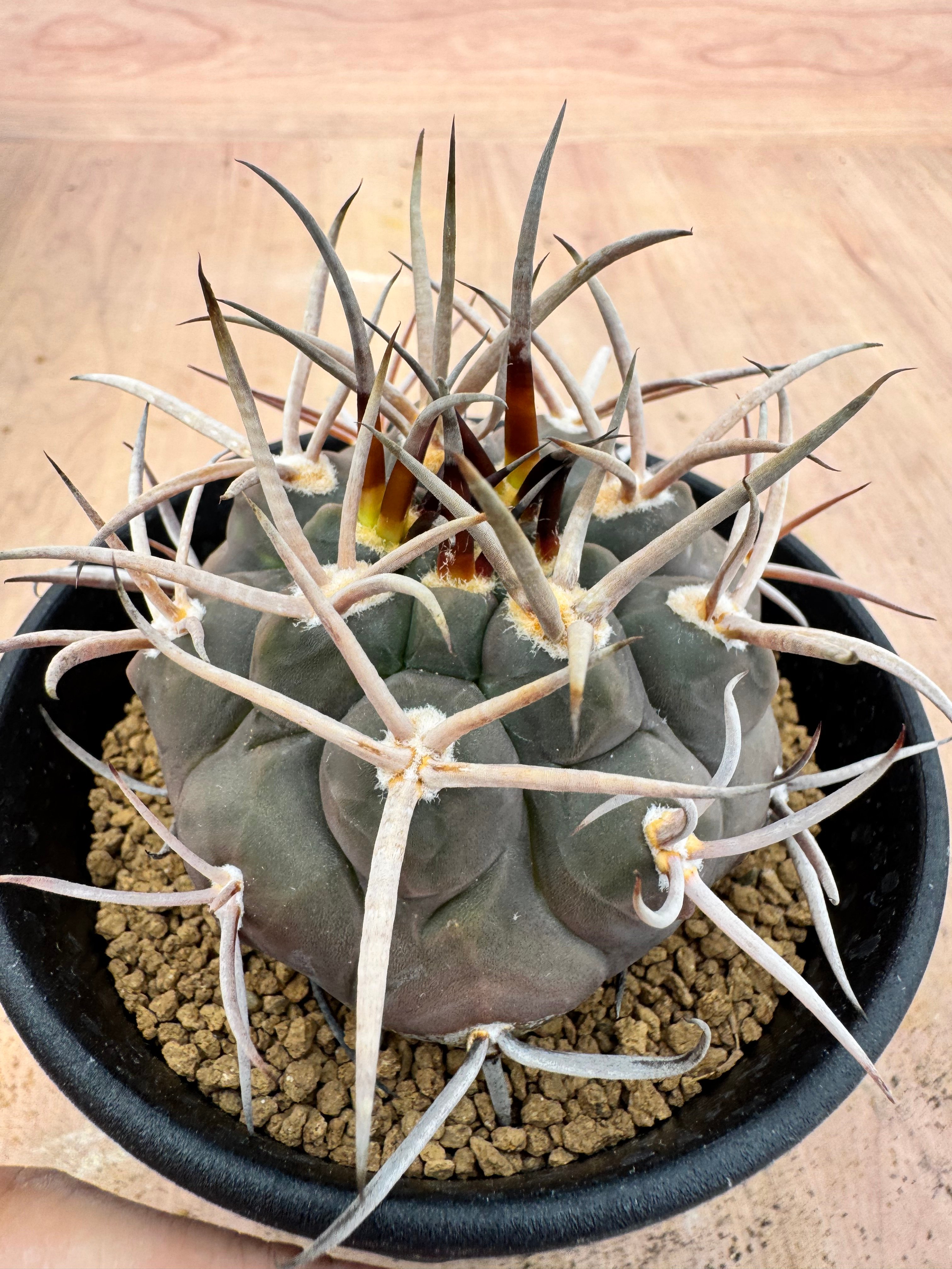 ギムノカリキュウム 守金魔天竜 実生 Gymnocalycium mazanense | HO