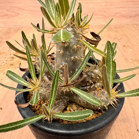 pachypodiumrosulatum | STORES