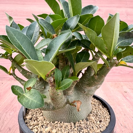 アデニウムアラビカム | STORES